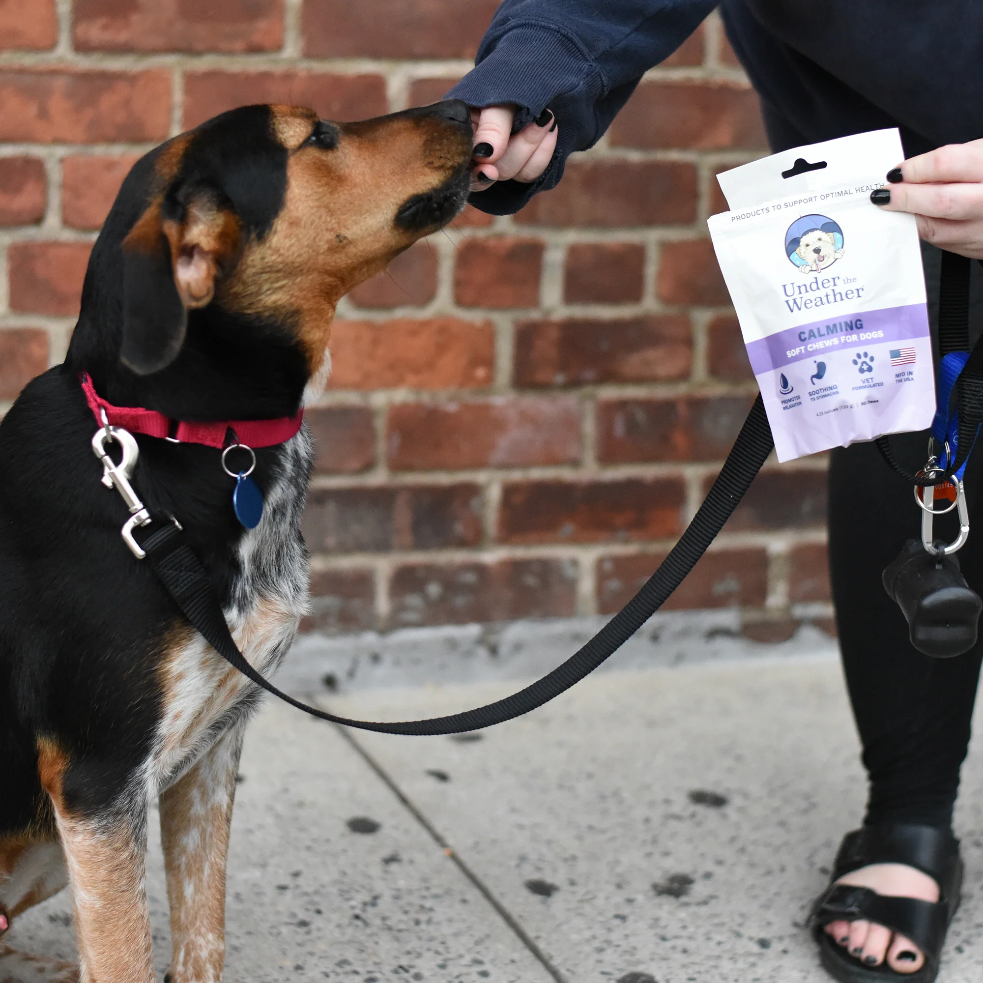 Calming Soft Chews For Dogs - 6 Pack - Image 6