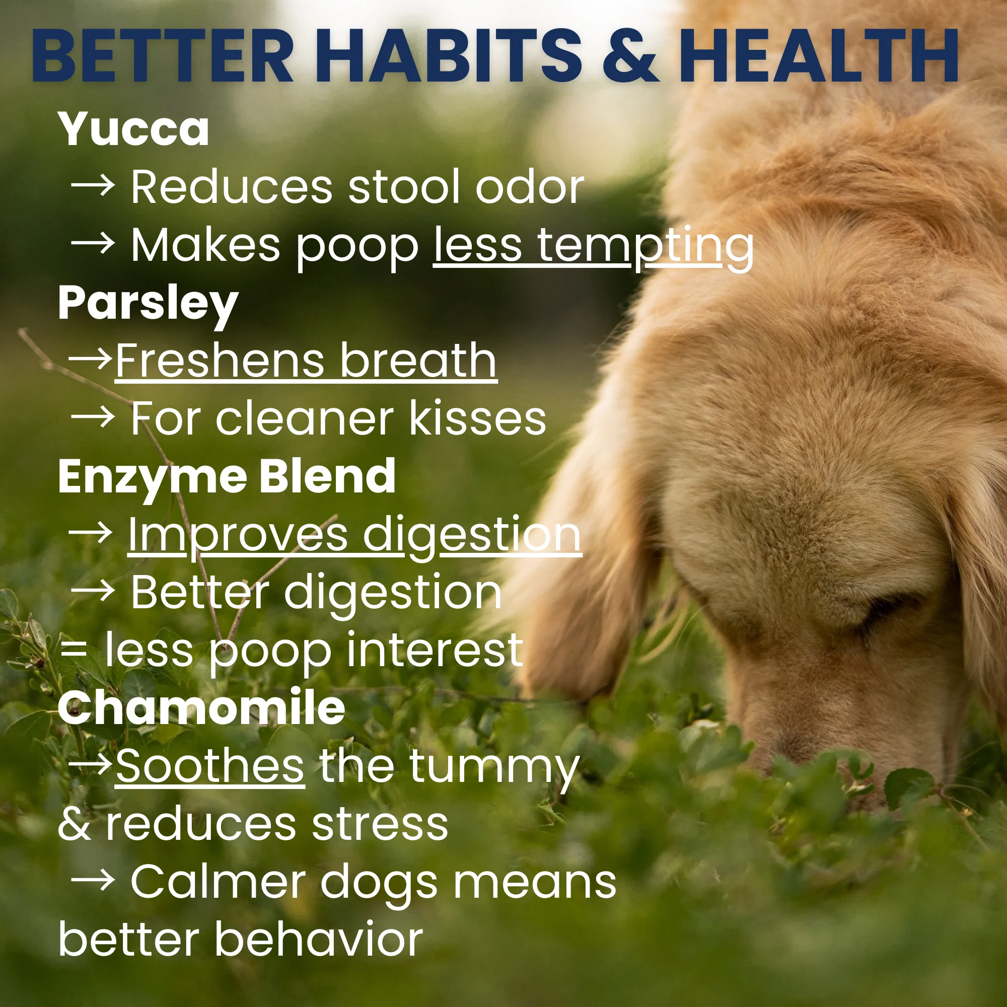 Poop Eating Deterrent - Coprophagia Chew For Dogs - Image 4
