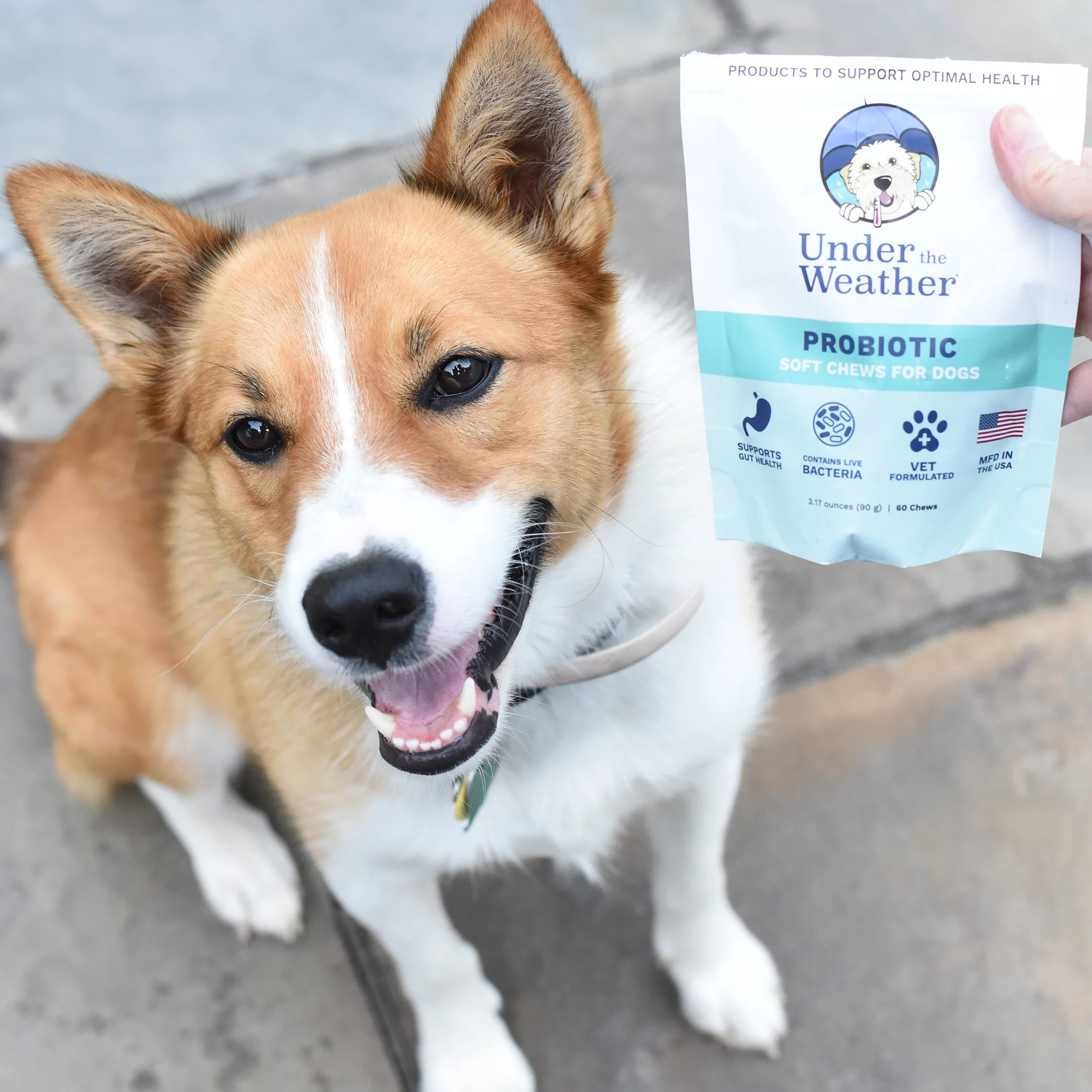 Probiotic Soft Chews & Anti-Diarrhea For Dogs - Image 7