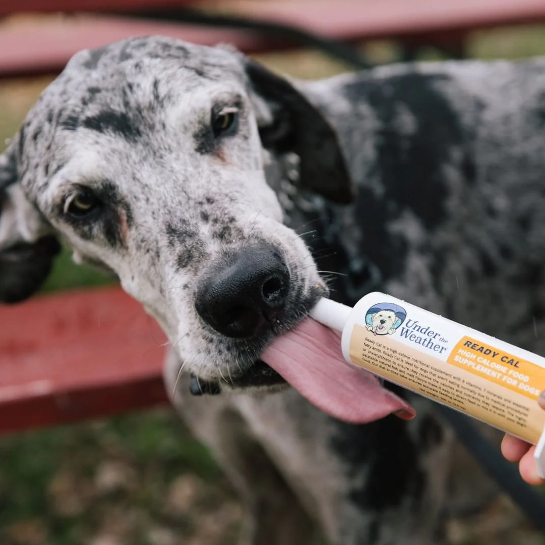 Ready Cal® High-Calorie Supplement For Dogs - Image 6