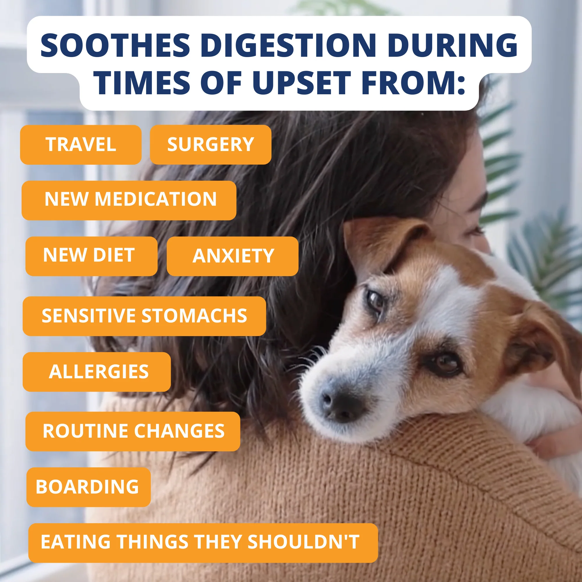 Chicken, Rice, & Pumpkin Bland Diet For Dogs - Image 5